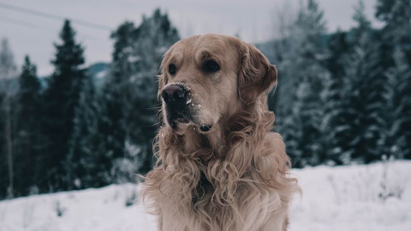 labrador, dog, muzzle, winter, snow, 4k