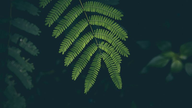 fern, leaf, plant, green, 4k
