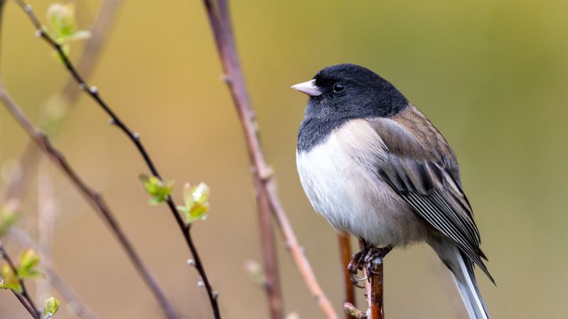 bird, beak, feathers, tree, 4k