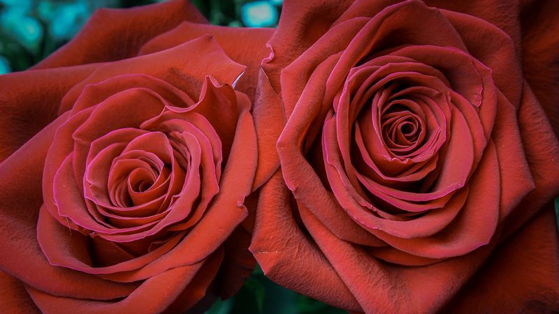 rose, petals, bud, red, 4k