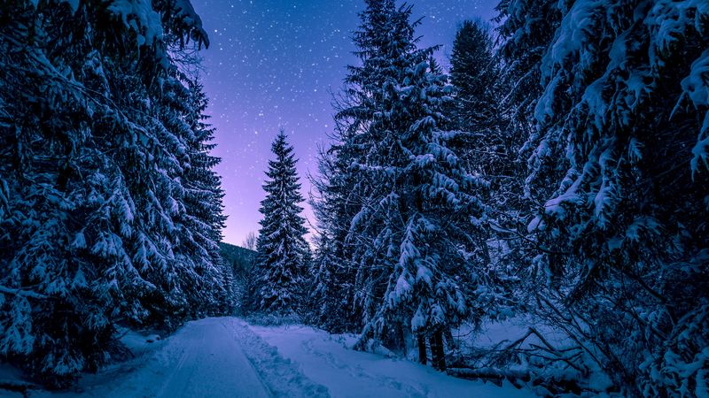 winter, forest, road, snow, starry sky, 4k