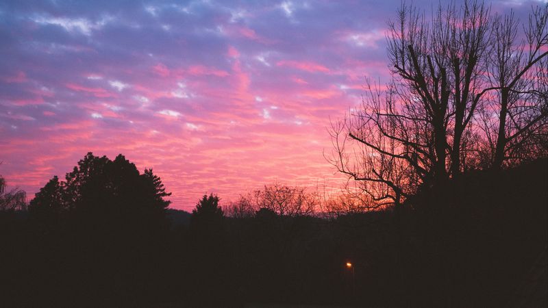 tree, night, sky, sunset, 4k