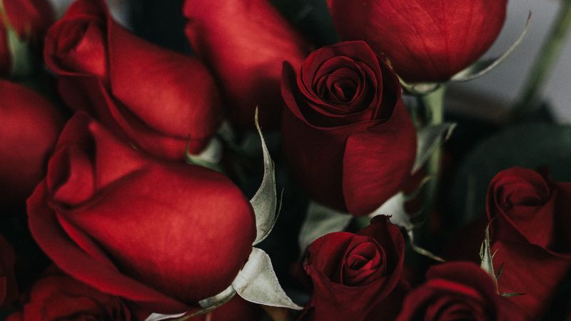 roses, bouquet, red, petals, 4k