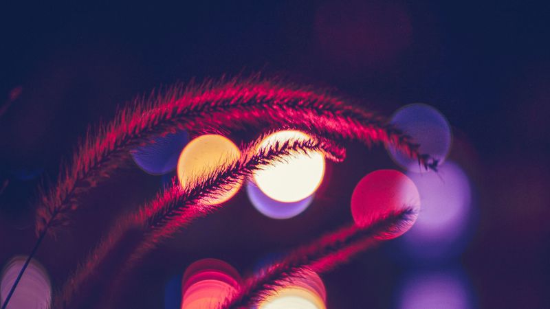 grass, glare, light, 4k