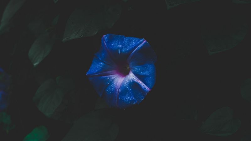 flower, space, foliage, dark, 4k