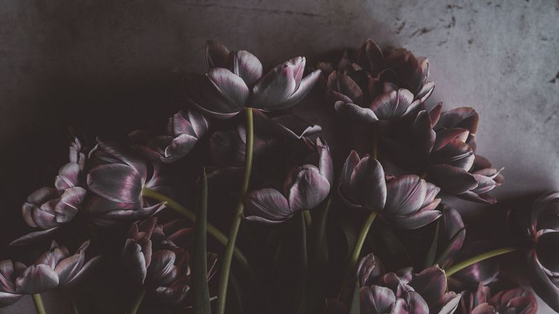 tulips, flowers, bouquet, wall, 4k