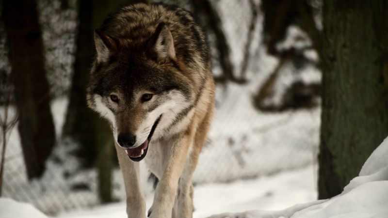 wolf, predator, snow, walk, 4k
