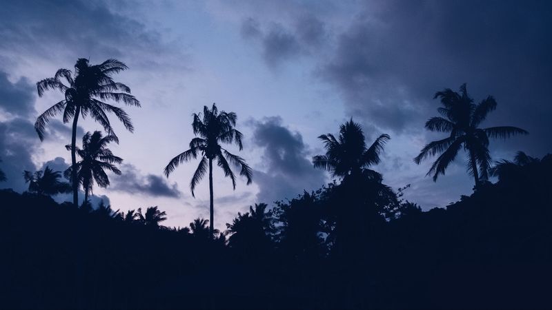 palms, night, clouds, 4k
