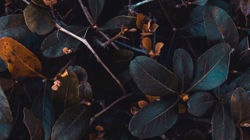 leaves, plant, branches, 4k
