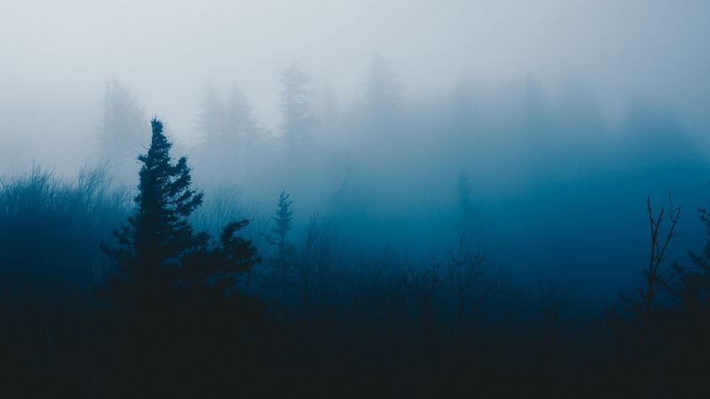 tree, fog, grass, 4k