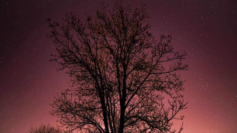 tree, starry sky, stars, night, 4k