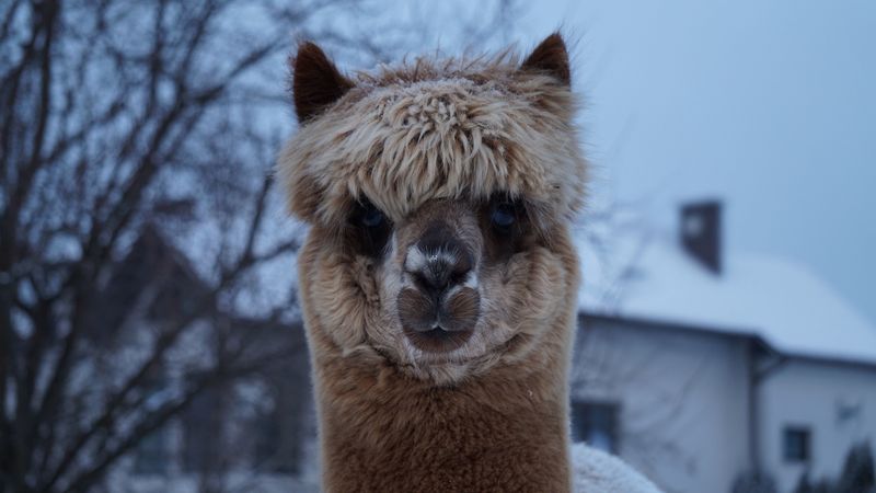 alpaca, muzzle, cute, look, 4k