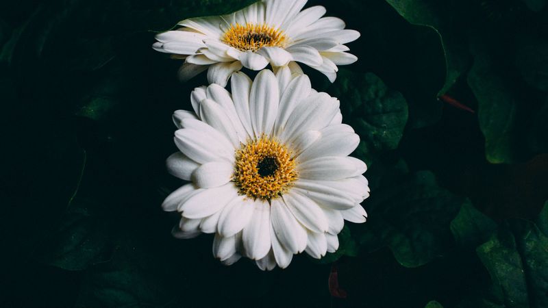 gerbera, white, flowers, 4k