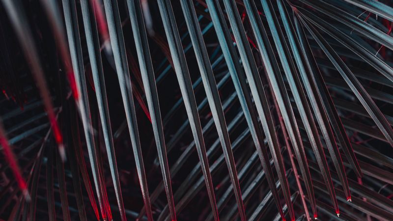 leaves, plant, bush, 4k