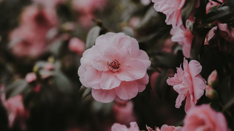 wild rose, rose, bush, petals, 4k