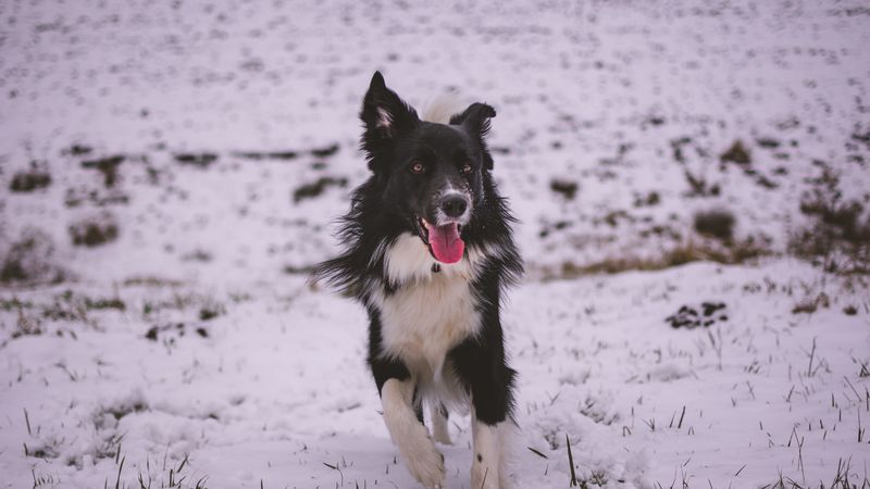 dog, walk, winter, 4k