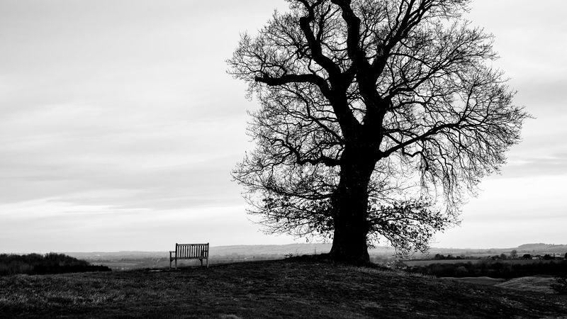 tree, bench, bw, horizon, 4k