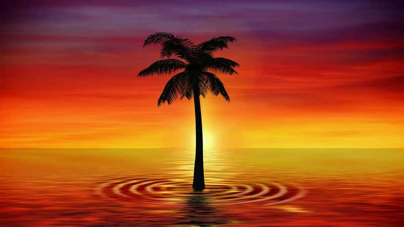 palm, art, twilight, sea, 4k