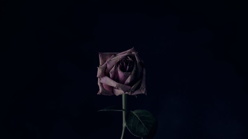 rose, flower, black background, bud, 4k