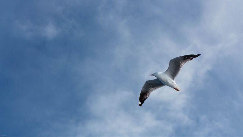 seagull, flight, wings, sky, 4k