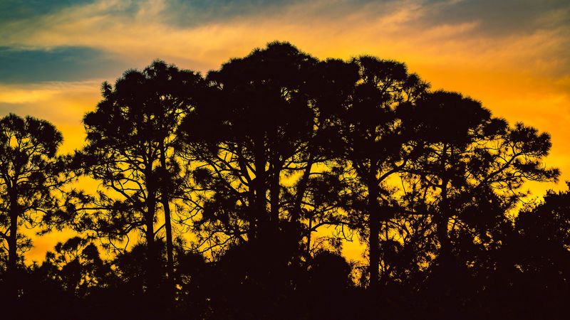 trees, night, silhouettes, sky, 4k