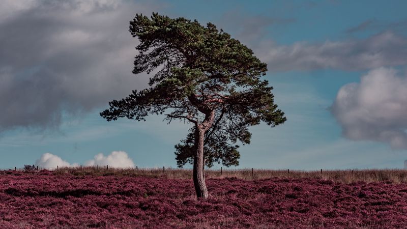 tree, erica arborea, grass, field, 4k