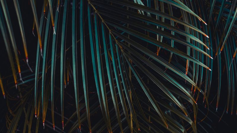 leaves, branches, plant, 4k