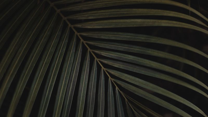 leaf, carved, plant, green, 4k