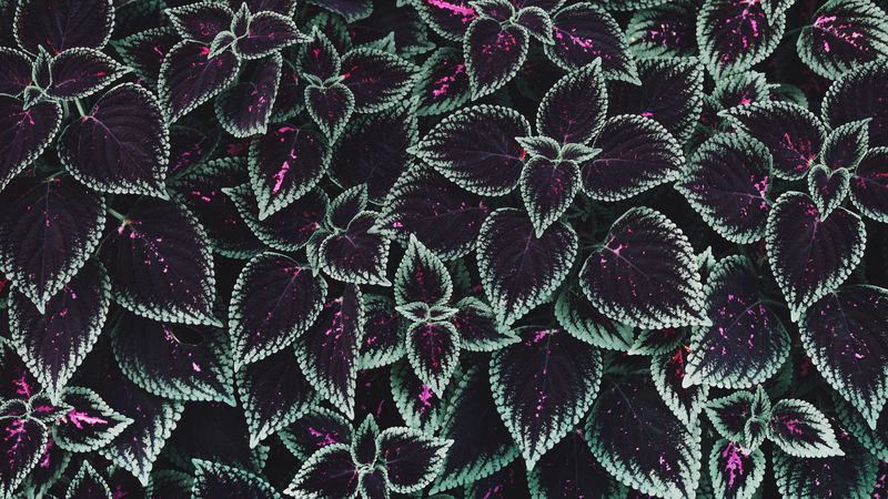 plant, foliage, striped, ribbed, 4k