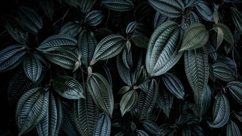 leaves, plant, branches, dark, 4k