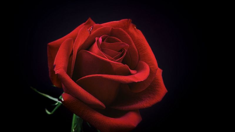 rose, bud, red, petals, black background, 4k