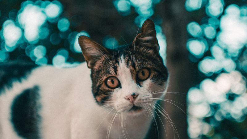 cat, muzzle, look, glare, blur, 4k