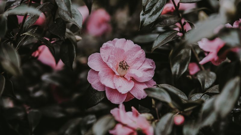 wild rose, flower, bush, pink, 4k