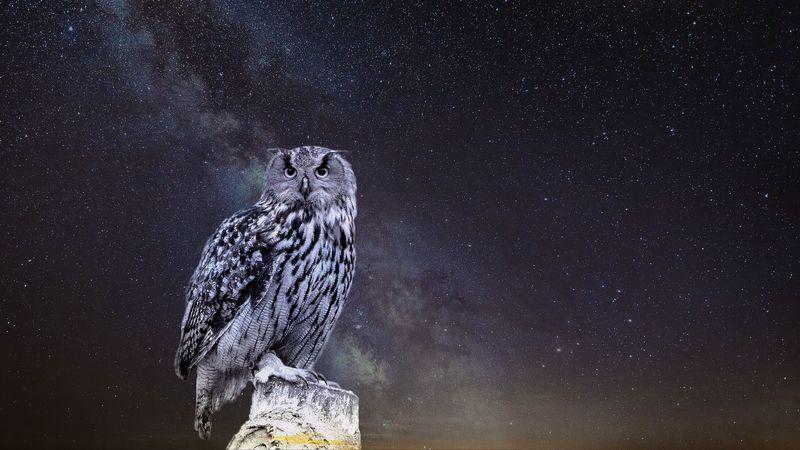 owl, starry sky, photoshop, 4k