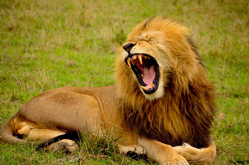 a male lion roaring while lying on grass, mighty roar 4k