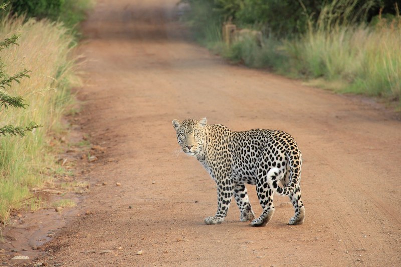 a leopard looking back at the camera on a dirt path, encounter with a leopard 4k