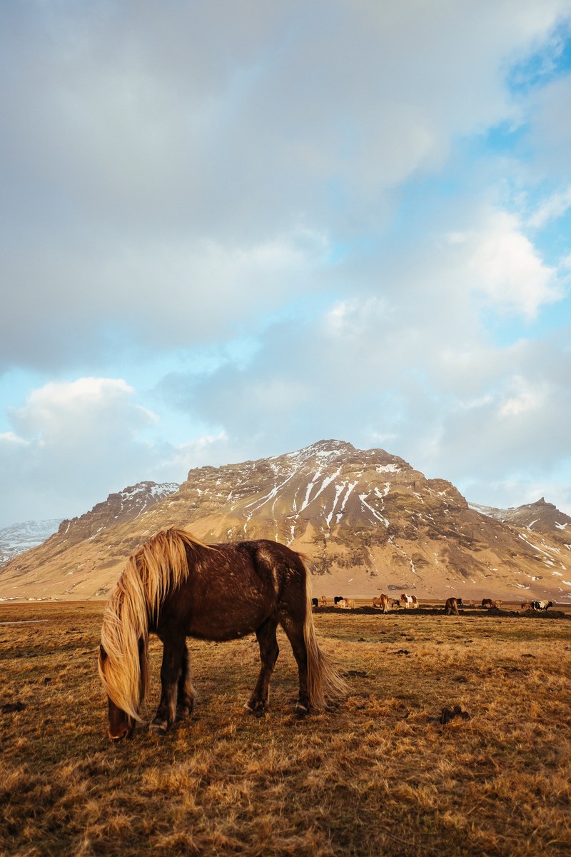 horse pony brown and mountain hd, 4k