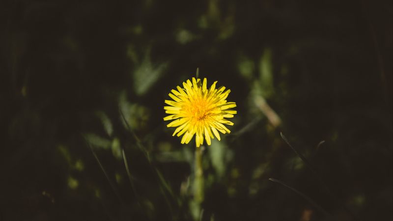 dandelion, flower, bud, yellow, 4k