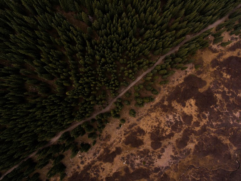 a rural path cuts through a lush forest and a desolate landscape, green woodland from above 4k