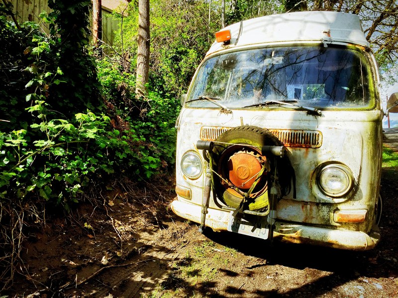 forest lost in nature nature and vw 4k