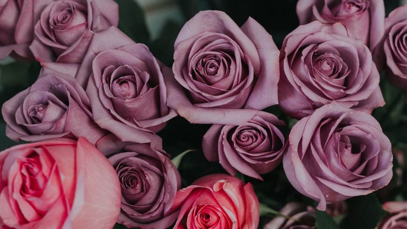 roses, bouquet, petals, buds, 4k