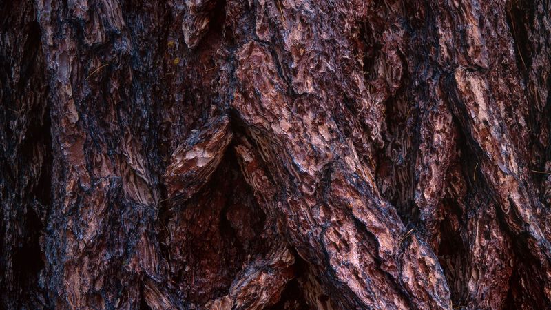 bark, wood, surface, 4k