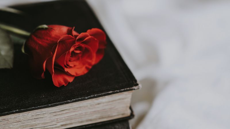 rose, book, flower, blur, 4k