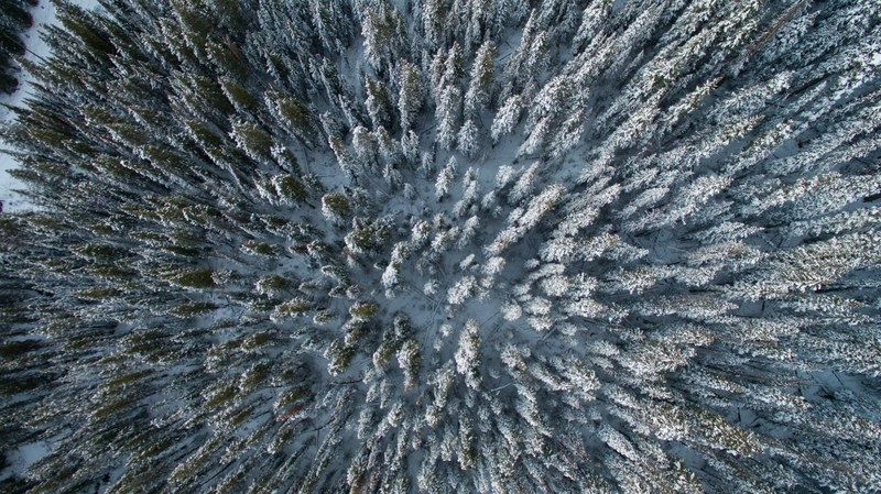 an aerial shot of the snow capped treetops of conifers in a forest, wintry evergreen forest from above 4k
