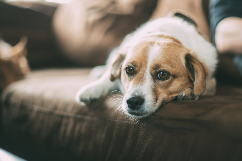 dog sofa couch and pet 4k
