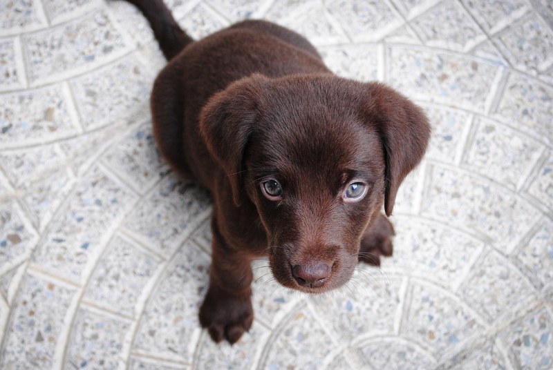 puppy dog animal and pet 4k