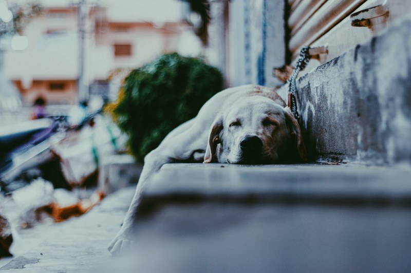 dog animal canine and step 4k