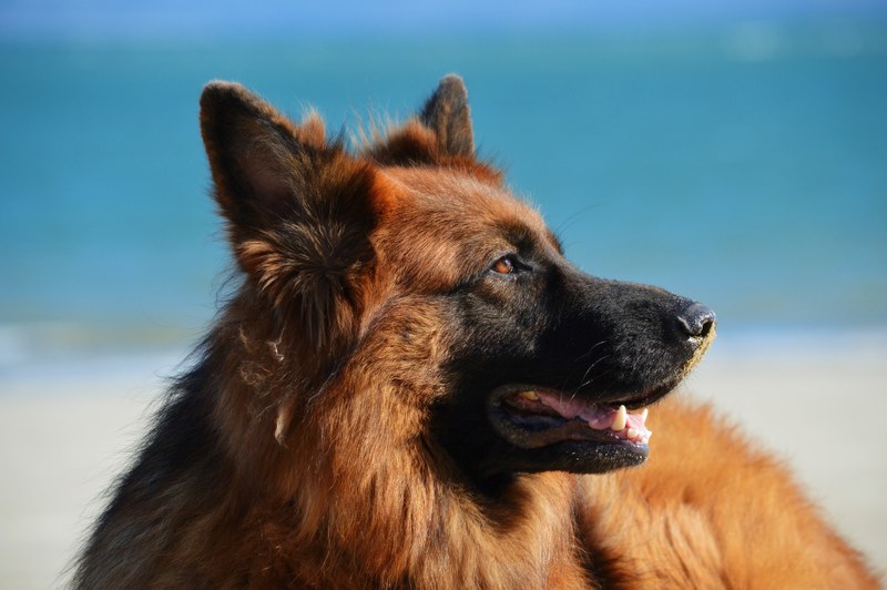 dog animal pet and german shepherd 4k