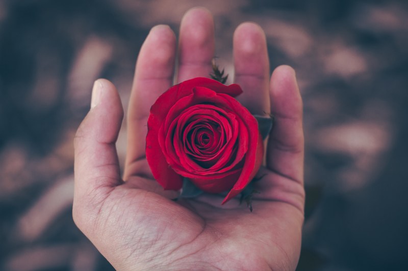 a persons hand holding a deep red rose flower, rose 4k