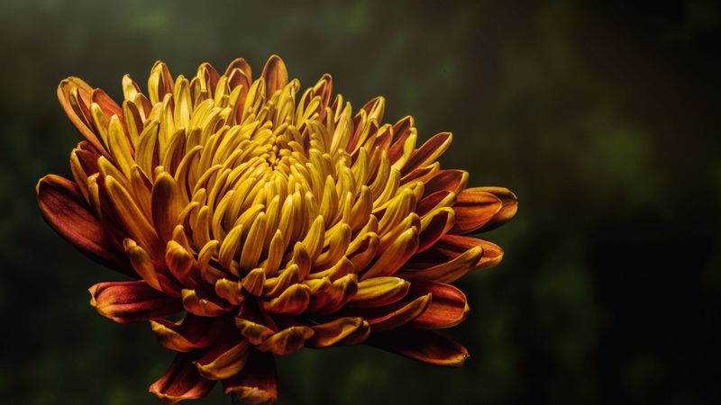 aster, flower, bud, petals, 4k